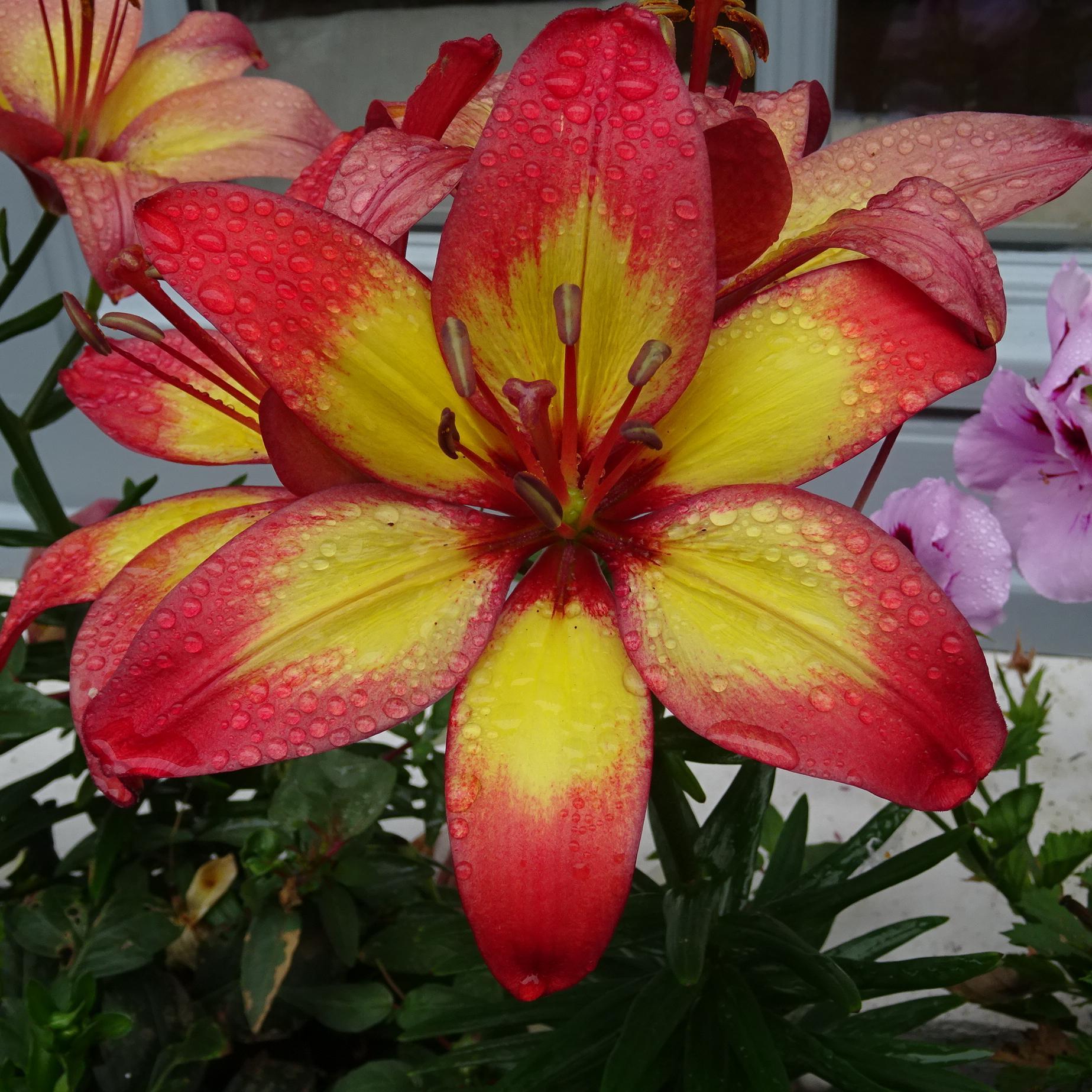 G6612 Lilium Asiaticum Tropical Joy 6 A0158804 2a6e 4485 Bb2a 71b2a5041682 from www redcrocus com