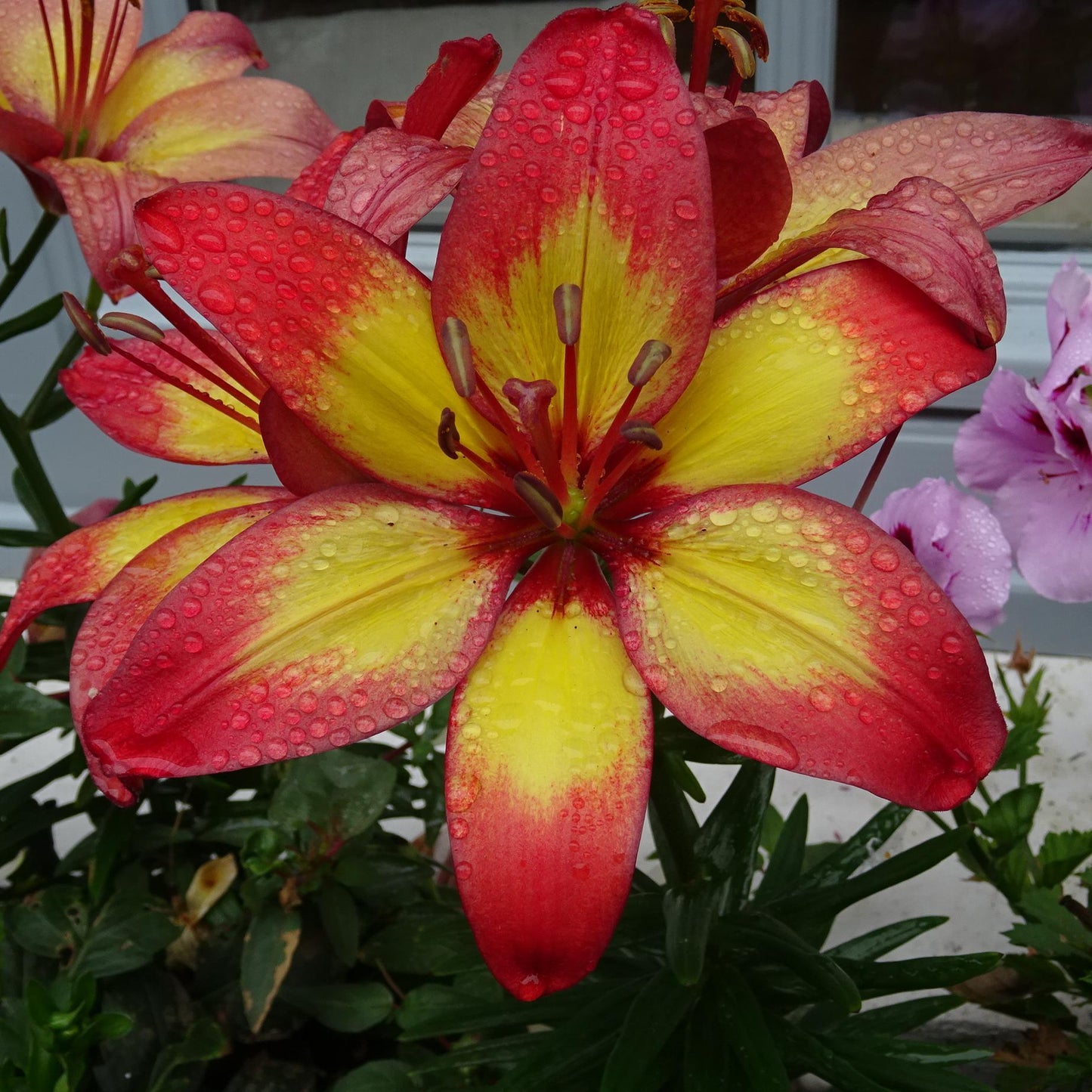 G6612 Lilium Asiaticum Tropical Joy - View 6 from www redcrocus com