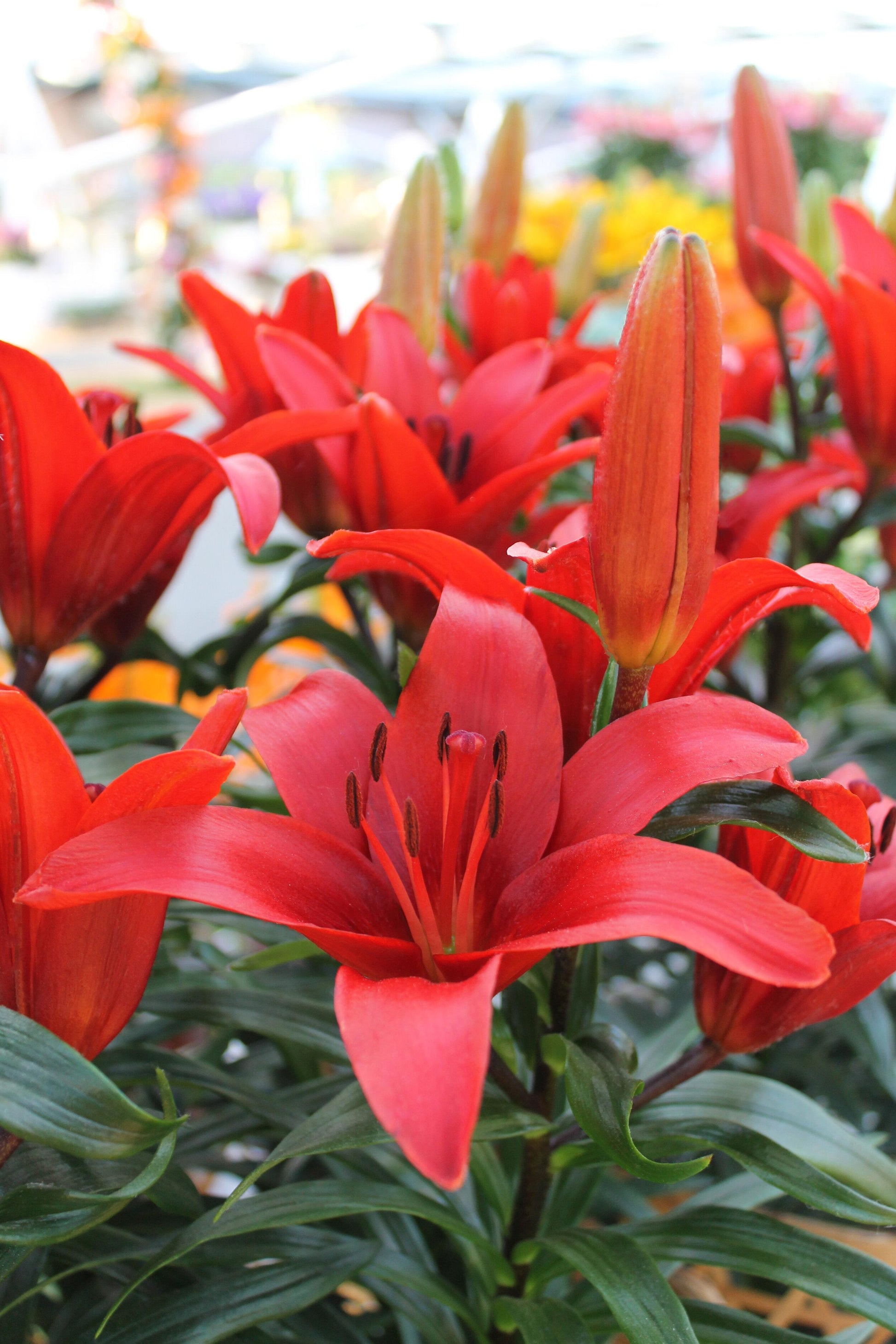 G6612 Lilium Asiaticum Tropical Joy 8 7bde1a4b 3b75 410d A7aa 6aa2fc565431 from www redcrocus com
