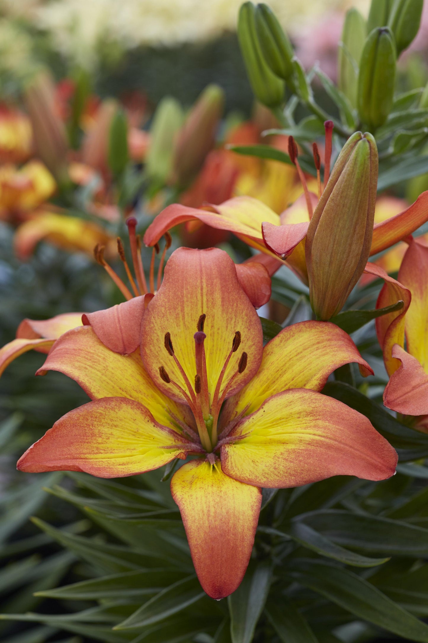 G6612 Lilium Asiaticum Tropical Joy - View 9 from www redcrocus com