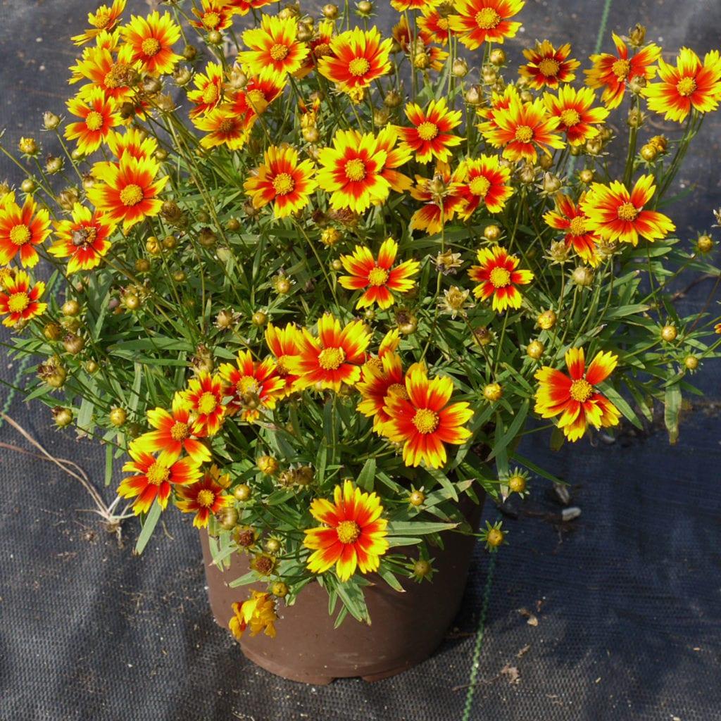G6613 Coreopsis Li L Bang Darling Clementine - View 11 from www redcrocus com