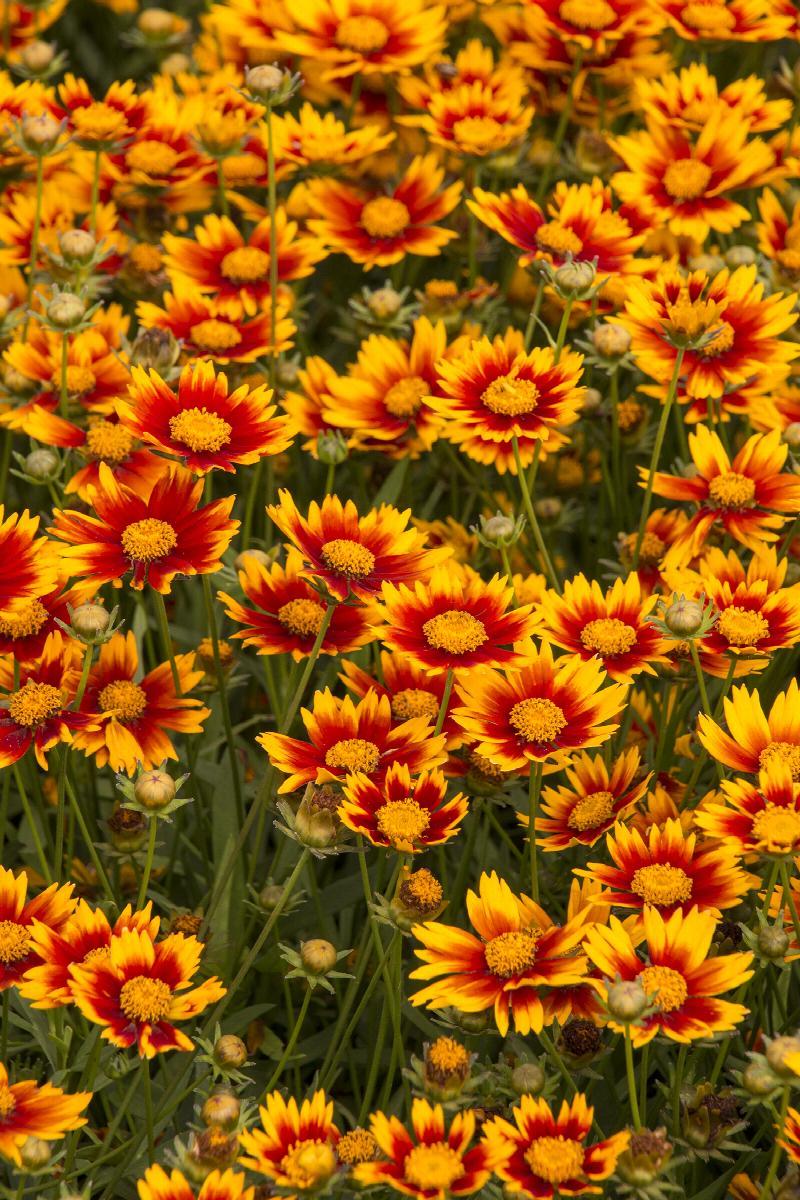 G6613 Coreopsis Li L Bang Darling Clementine - View 13 from www redcrocus com