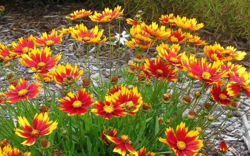 G6613 Coreopsis Li L Bang Darling Clementine - View 17 from www redcrocus com