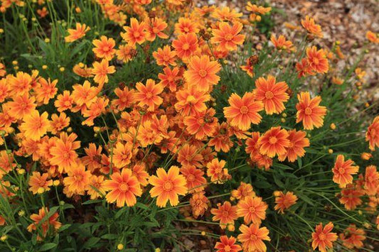 G6613 Coreopsis Li L Bang Darling Clementine - View 1 from www redcrocus com