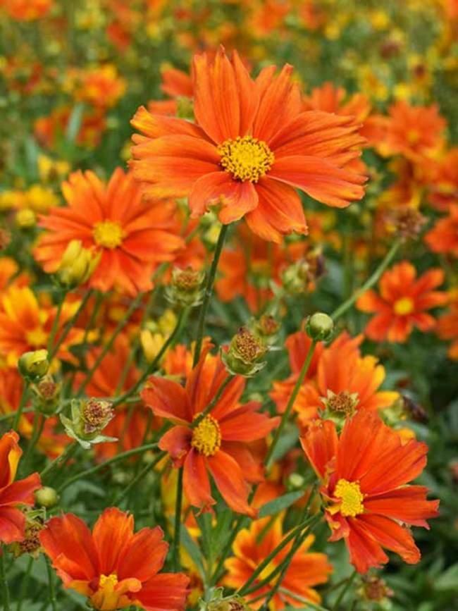 G6613 Coreopsis Li L Bang Darling Clementine - View 2 from www redcrocus com