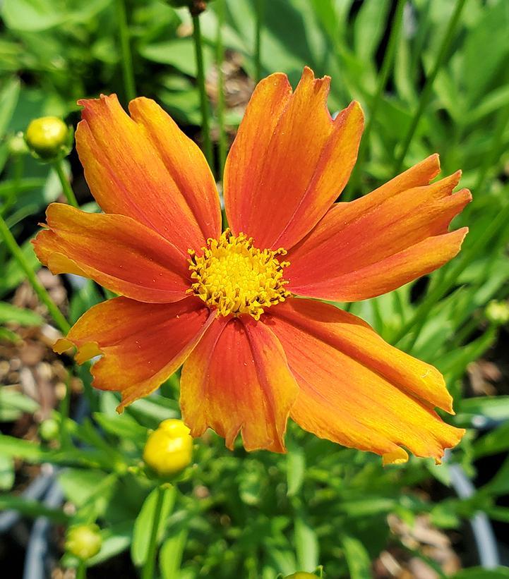 G6613 Coreopsis Li L Bang Darling Clementine - View 3 from www redcrocus com