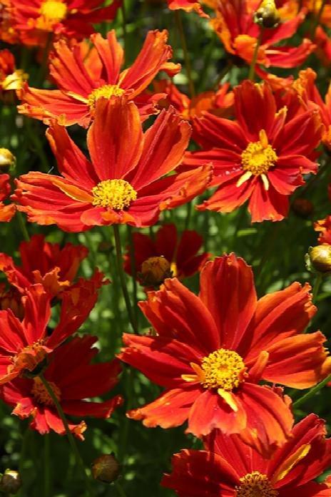 G6613 Coreopsis Li L Bang Darling Clementine 4 Cee9a311 4496 482f Bbeb 21cd28f8a70c from www redcrocus com