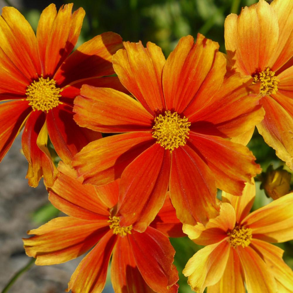 G6613 Coreopsis Li L Bang Darling Clementine 5 4436ec2d 4b35 4c19 9e0e 8eccbfbe34eb from www redcrocus com