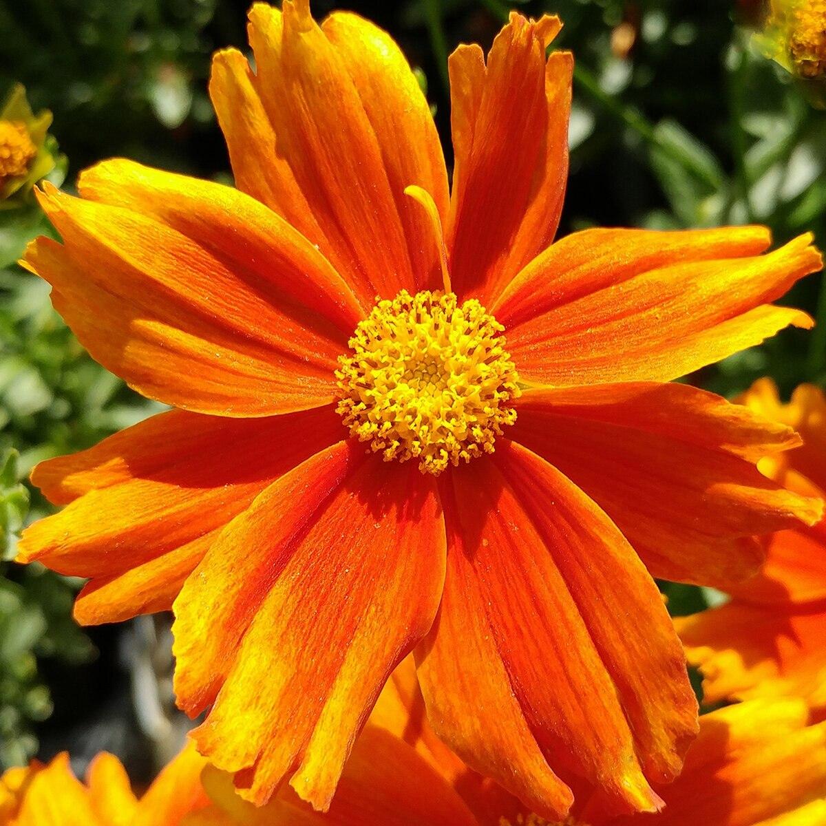 G6613 Coreopsis Li L Bang Darling Clementine - View 6 from www redcrocus com