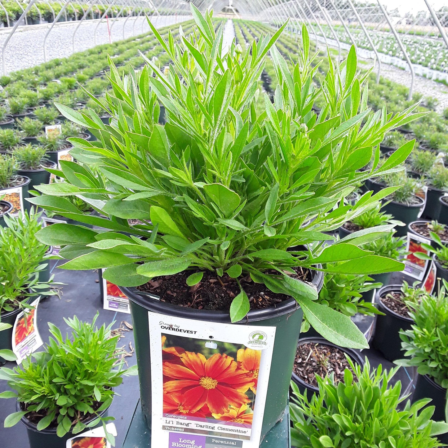G6613 Coreopsis Li L Bang Darling Clementine 7 Ab8bcce6 F6b3 4f15 A118 695efcd3a9b8 from www redcrocus com