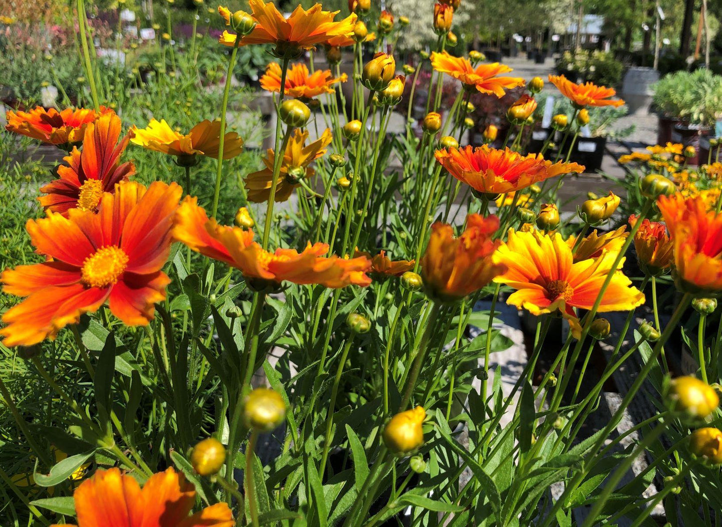 G6613 Coreopsis Li L Bang Darling Clementine - View 8 from www redcrocus com