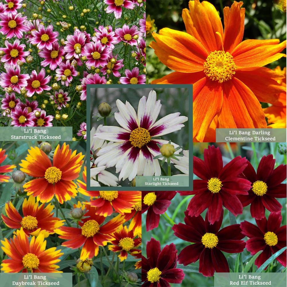 G6613 Coreopsis Li L Bang Darling Clementine - View 9 from www redcrocus com
