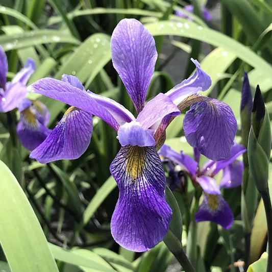 G6616 Iris Versicolor 'purple Flame' - View 11 from www redcrocus com
