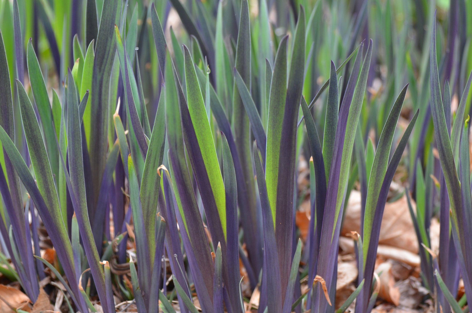 G6616 Iris Versicolor 'purple Flame' - View 12 from www redcrocus com