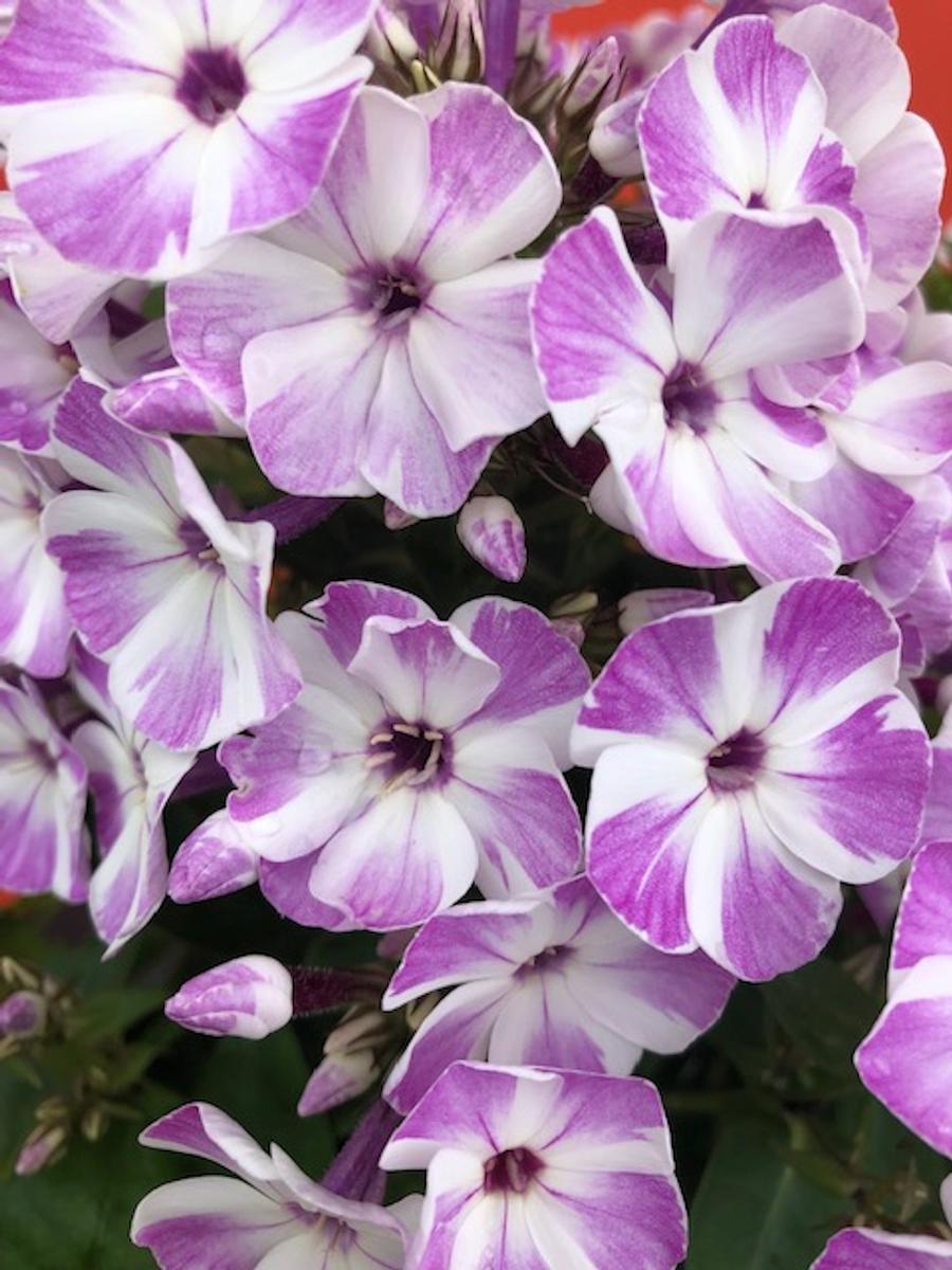 G6624 Phlox Paniculata 27flame Lilac Star 27 10 9c261e96 D0ab 4855 851a D167b644a49c from www redcrocus com
