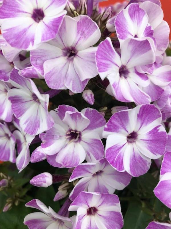 G6624 Phlox Paniculata 27flame Lilac Star 27 11 766ad3e3 6a5b 4d27 B4c3 77ae807b3317 from www redcrocus com