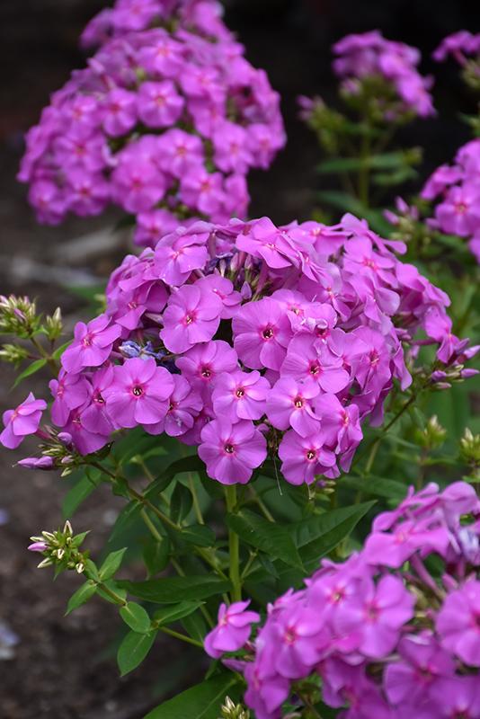 G6624 Phlox Paniculata 'flame Lilac Star' - View 12 from www redcrocus com
