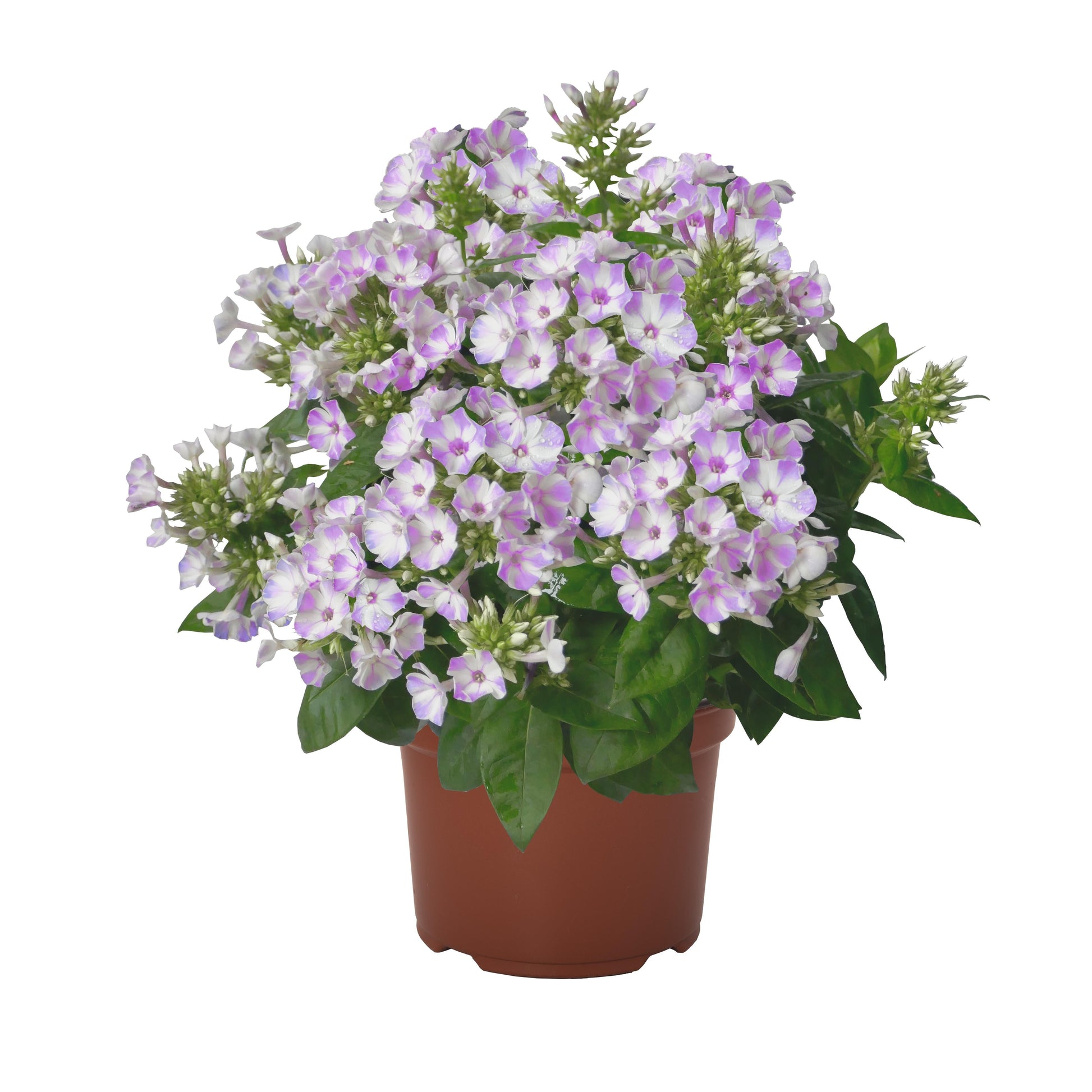 G6624 Phlox Paniculata 27flame Lilac Star 27 14 E4f9325e Feb2 4b2e 9759 54d2b65a30d7 from www redcrocus com