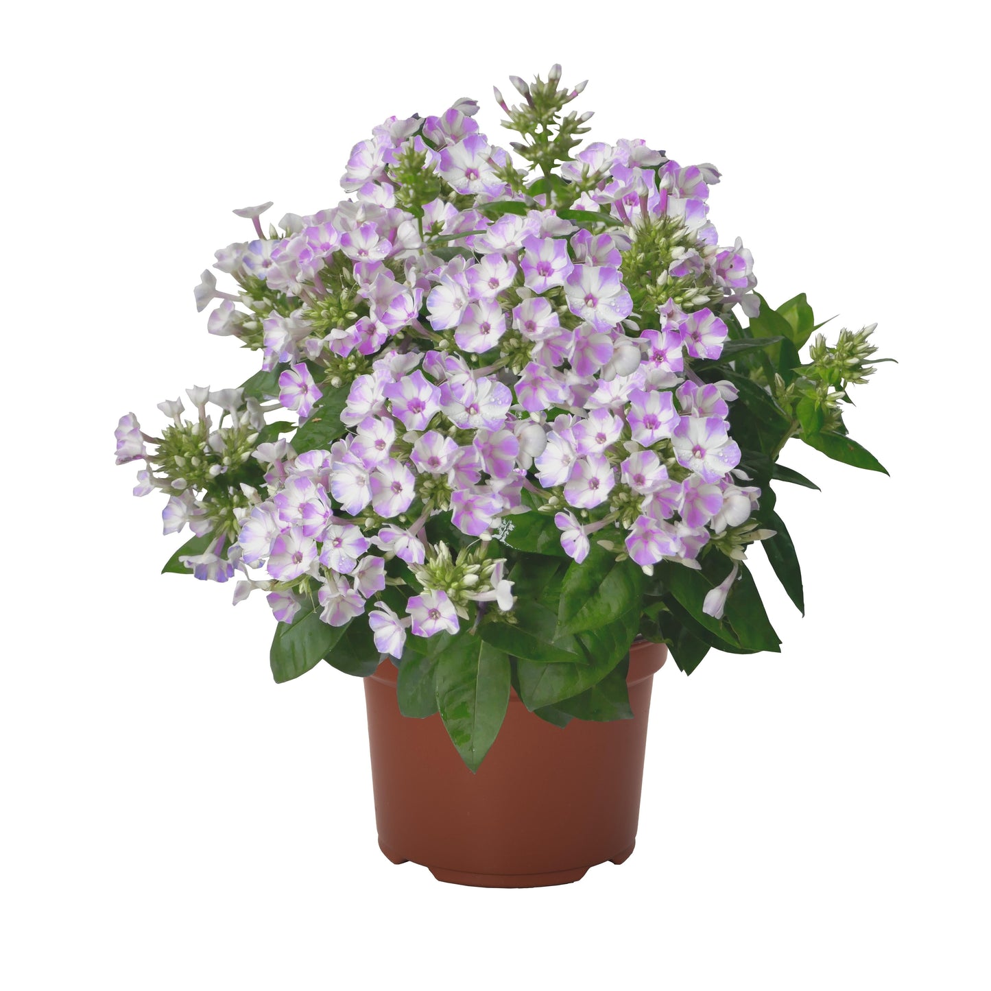G6624 Phlox Paniculata 27flame Lilac Star 27 14 E4f9325e Feb2 4b2e 9759 54d2b65a30d7 from www redcrocus com