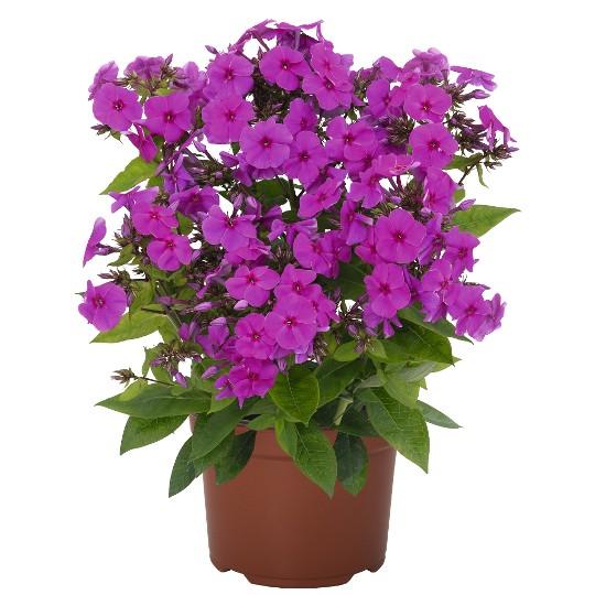 G6624 Phlox Paniculata 27flame Lilac Star 27 16 F5d93445 B887 42c5 B7ae 720003adb066 from www redcrocus com
