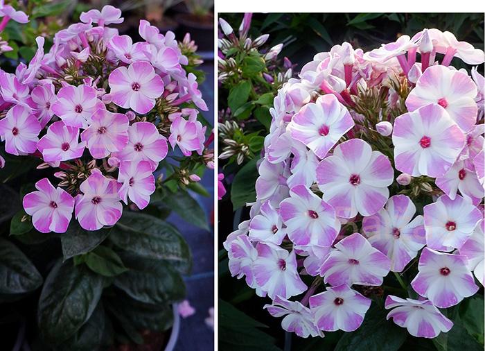 G6624 Phlox Paniculata 'flame Lilac Star' - View 17 from www redcrocus com