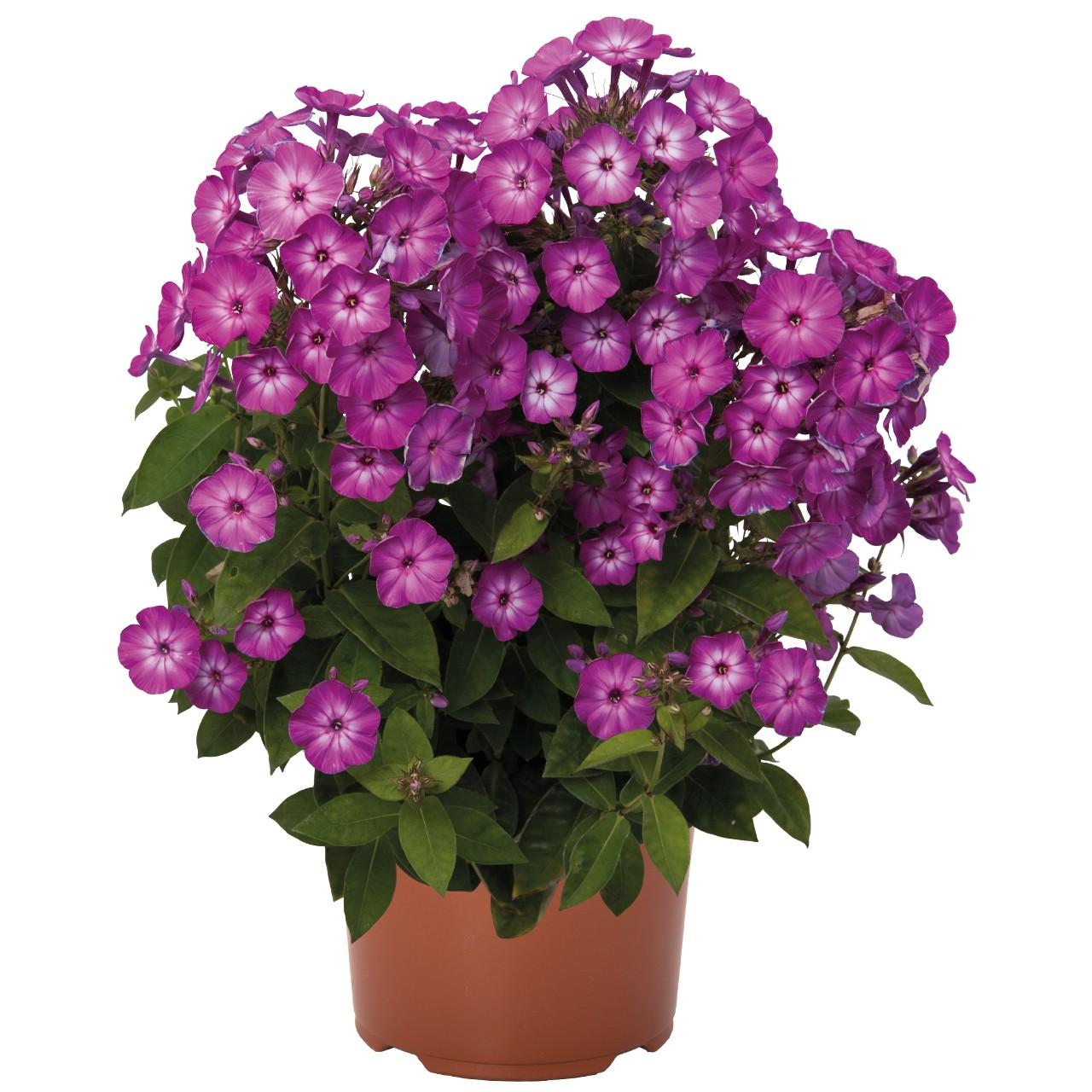 G6624 Phlox Paniculata 27flame Lilac Star 27 19 Aa7bad3e 4a48 472e 95af C0125eb70867 from www redcrocus com