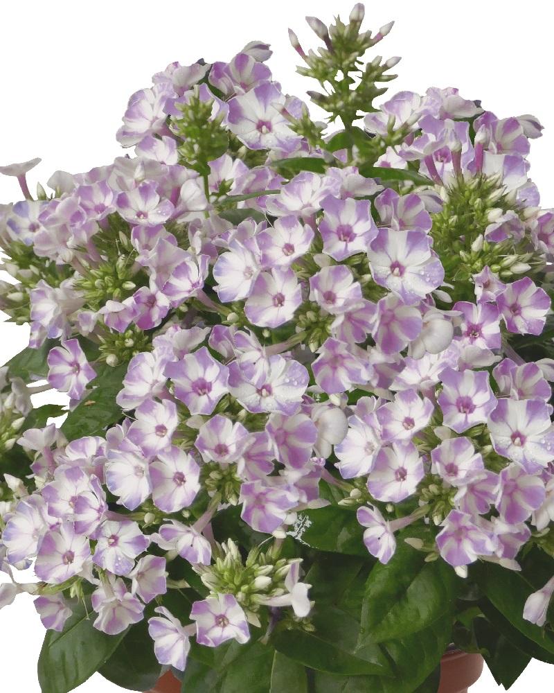 G6624 Phlox Paniculata 27flame Lilac Star 27 1 81918f17 Ba27 4220 B2fe 6ac53ef52cec from www redcrocus com