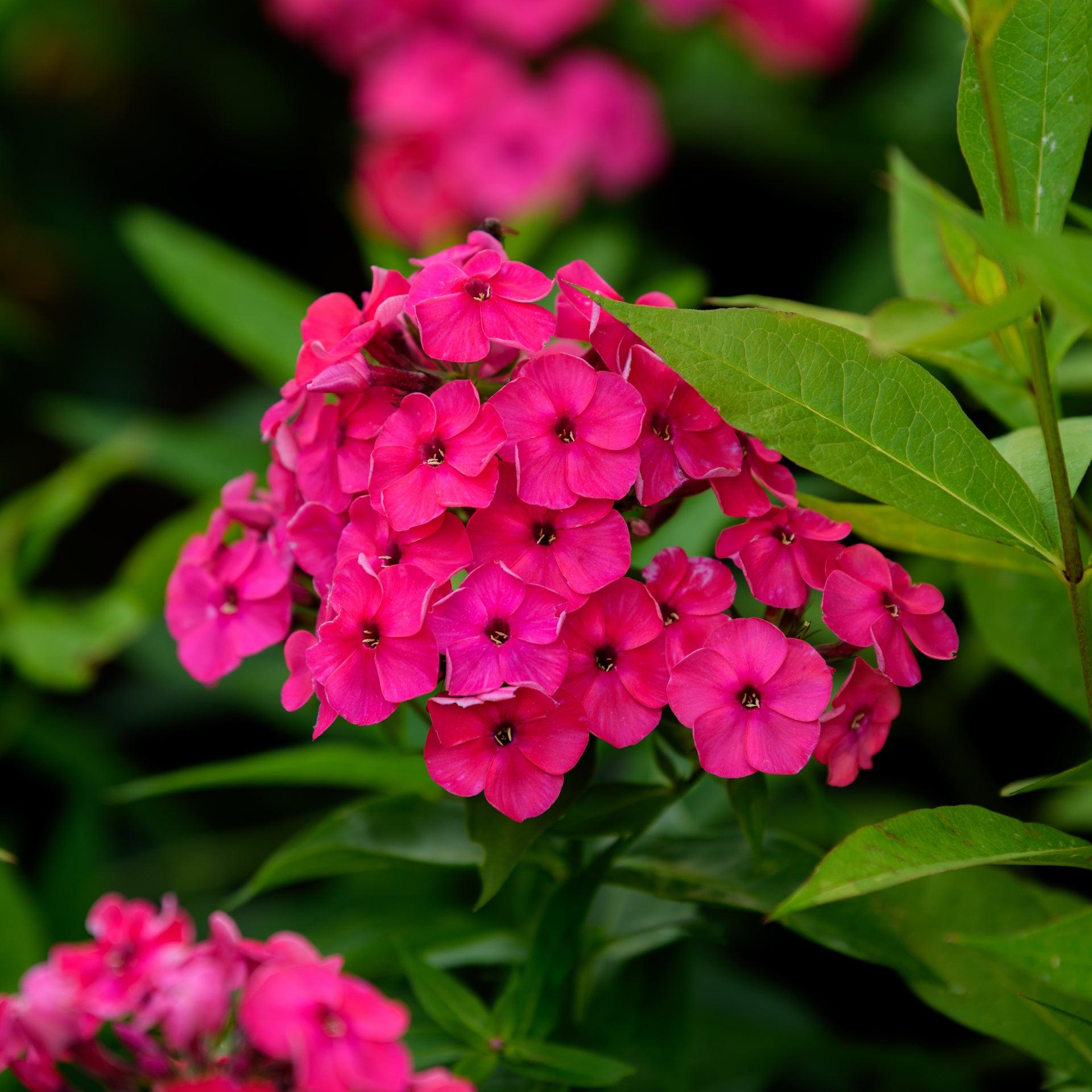 G6624 Phlox Paniculata 'flame Lilac Star' - View 20 from www redcrocus com