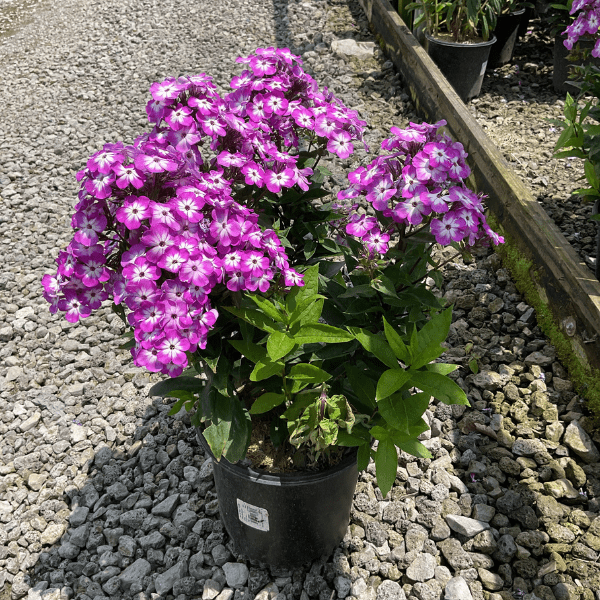 G6624 Phlox Paniculata 27flame Lilac Star 27 21 81b25903 B1dd 4e34 90ca Fc2e16ba78bd from www redcrocus com