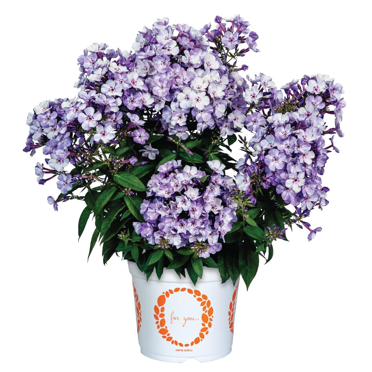 G6624 Phlox Paniculata 27flame Lilac Star 27 22 E9cfcb77 7e13 48bb 88a3 Ebef410d13de from www redcrocus com