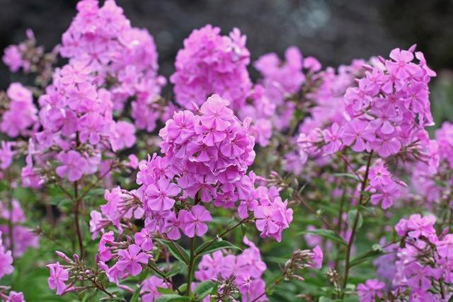 G6624 Phlox Paniculata 27flame Lilac Star 27 23 Dde219b6 Aced 468a 821d 5f916e0d7ce3 from www redcrocus com