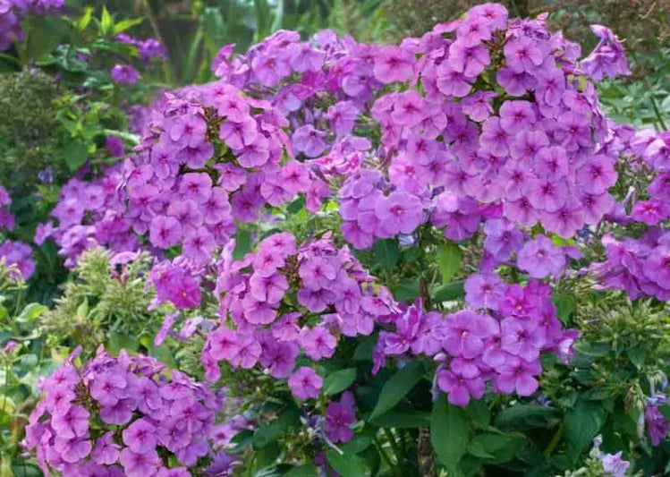 G6624 Phlox Paniculata 27flame Lilac Star 27 26 206a78ec 7f95 439b Add8 986ddd0703e6 from www redcrocus com