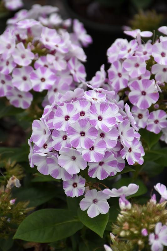 G6624 Phlox Paniculata 27flame Lilac Star 27 27 2a94a13f 8c0f 4238 97b0 08db2ba63a69 from www redcrocus com