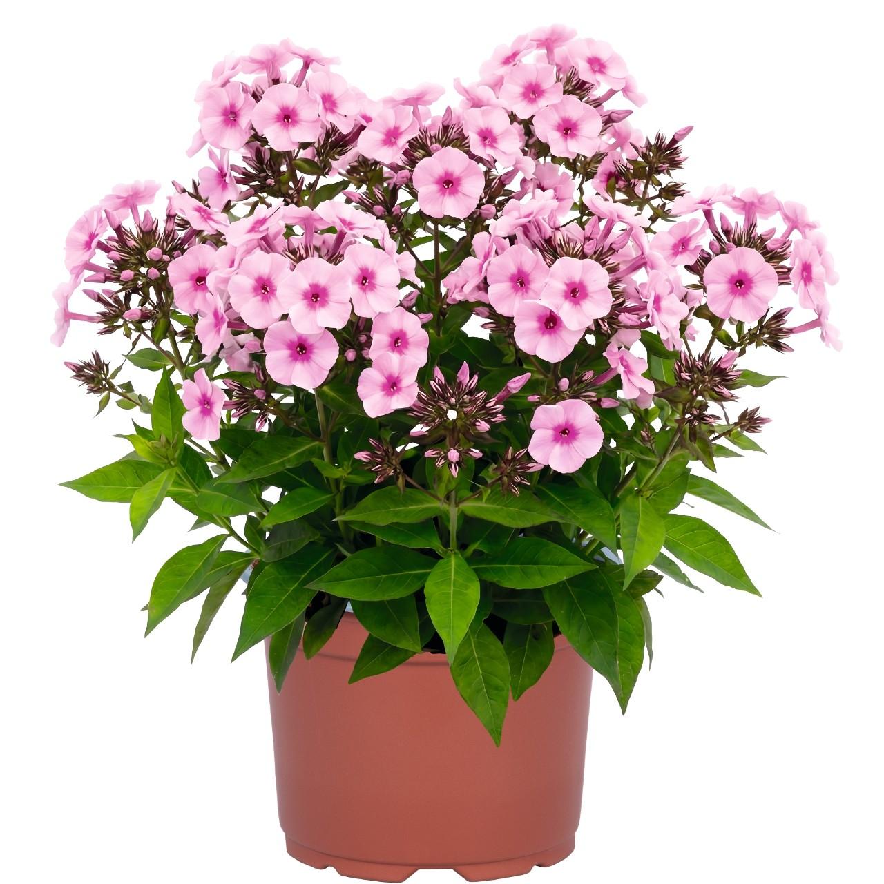 G6624 Phlox Paniculata 27flame Lilac Star 27 29 F572ed90 Ff1c 471a A06d Ddaa50950d54 from www redcrocus com
