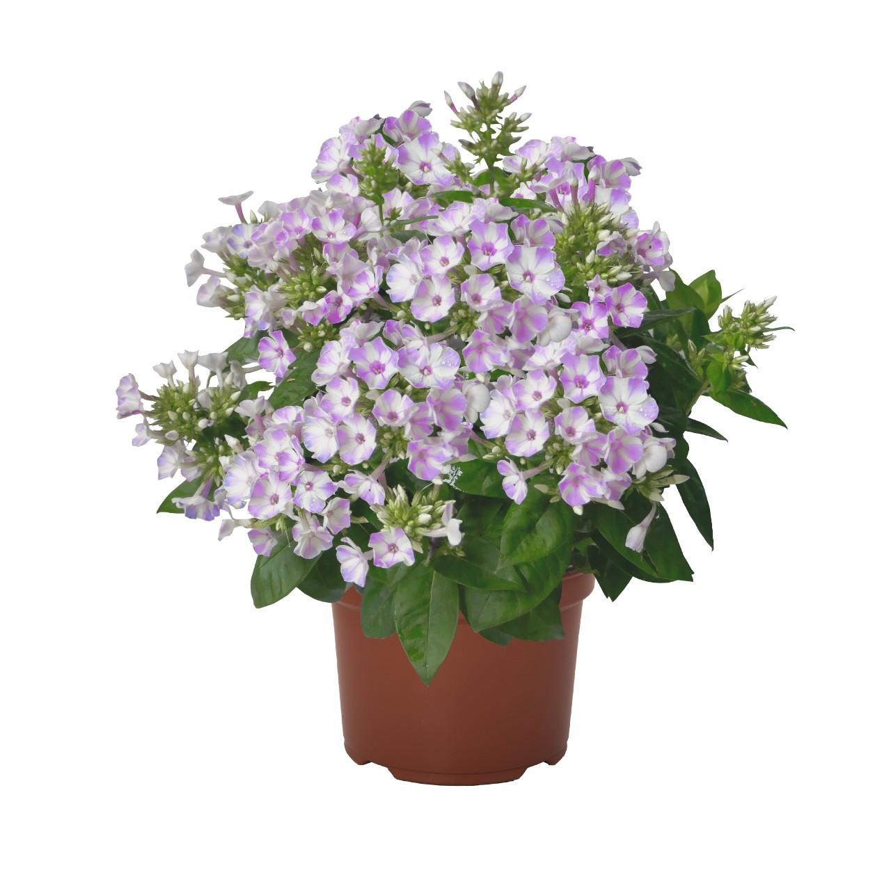 G6624 Phlox Paniculata 27flame Lilac Star 27 2 95f02519 33aa 428c Bfeb 4a83f7d1bd69 from www redcrocus com