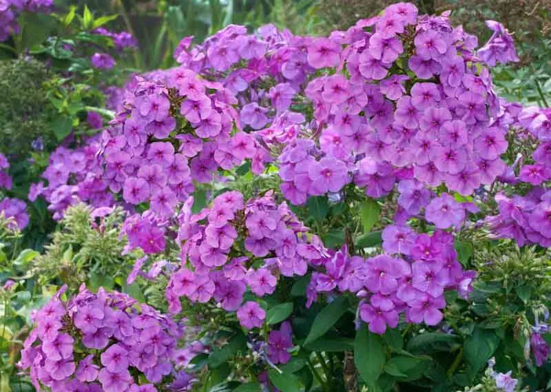 G6624 Phlox Paniculata 'flame Lilac Star' - View 30 from www redcrocus com
