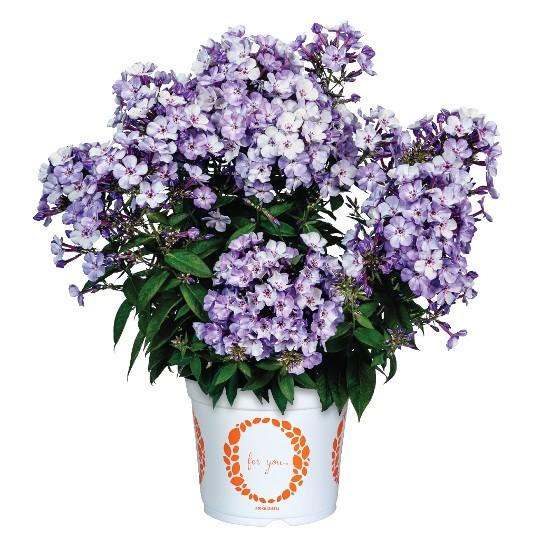 G6624 Phlox Paniculata 27flame Lilac Star 27 31 9e0477ef Af1b 4cf7 9e0d 074063d2932c from www redcrocus com