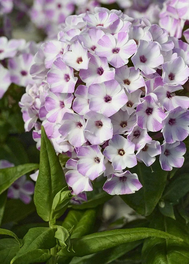 G6624 Phlox Paniculata 27flame Lilac Star 27 5 57818a8c 8f7a 42c2 9a27 0901aec7013d from www redcrocus com