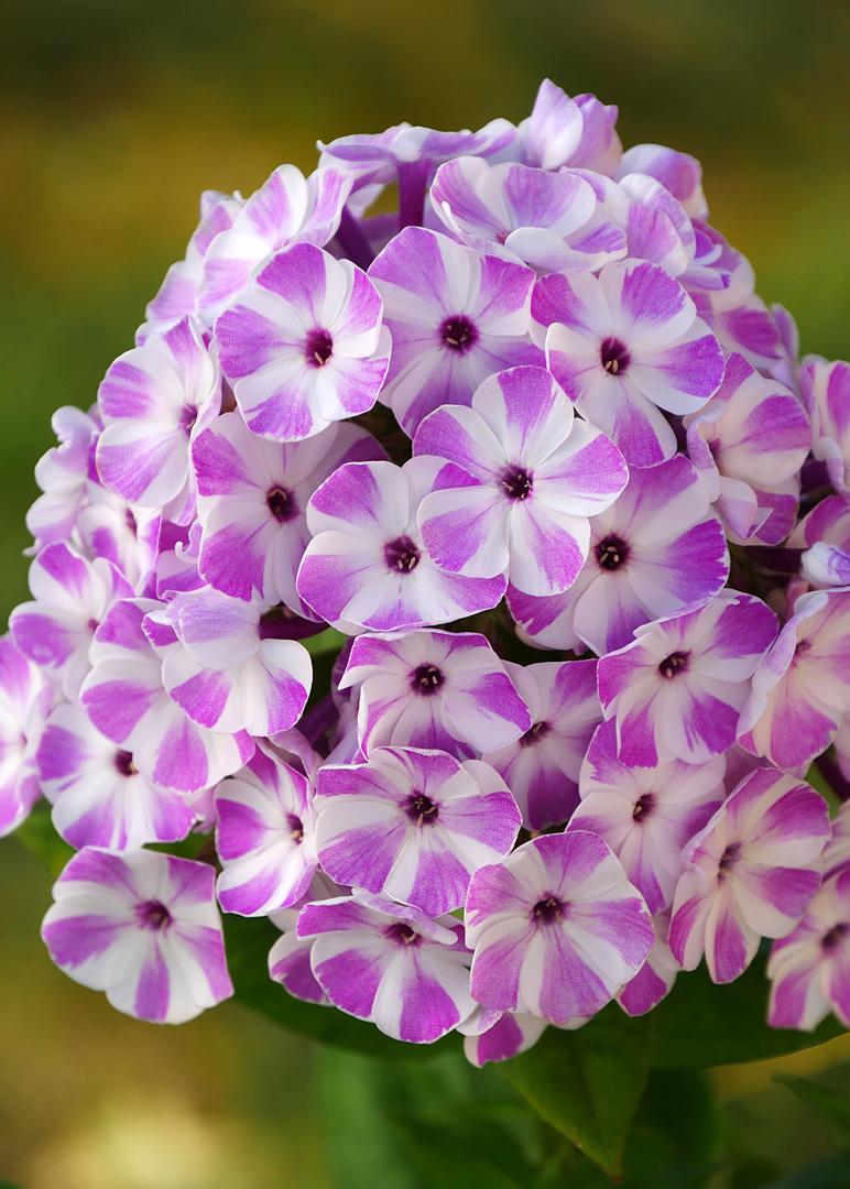 G6624 Phlox Paniculata 27flame Lilac Star 27 8 095975c0 688c 4df8 Ad8a Ad32c36901d0 from www redcrocus com