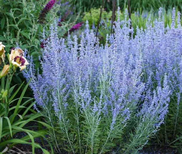 G6641 Perovskia Atriplicifolia 'blue Jean Baby' - View 14 from www redcrocus com