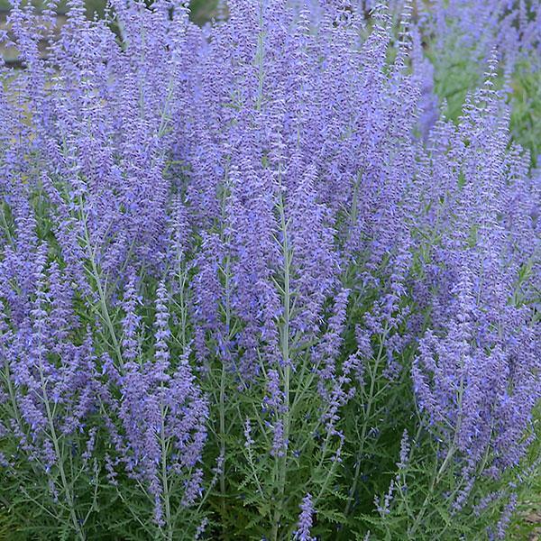 G6641 Perovskia Atriplicifolia 27blue Jean Baby 27 7 3b6966f2 7716 4b30 Aa4b 599fb4b2fded from www redcrocus com