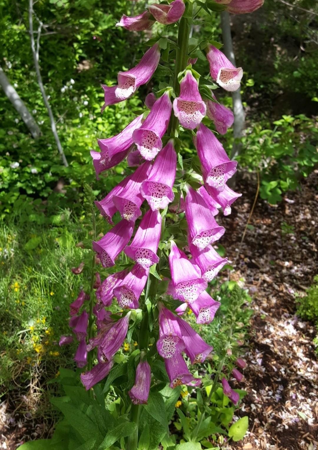 G6642 Digitalis Purpurea 'pink Panther' - View 10 from www redcrocus com