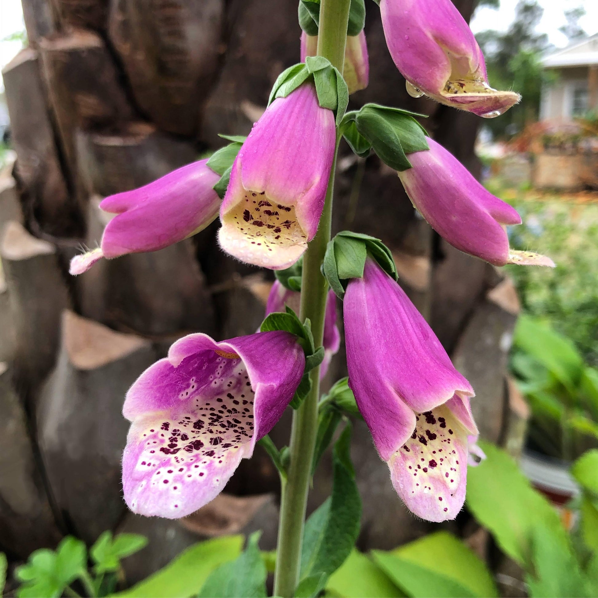 G6642 Digitalis Purpurea 27pink Panther 27 11 2ce6a30f Cf13 4213 84e7 B5f0c92a4330 from www redcrocus com