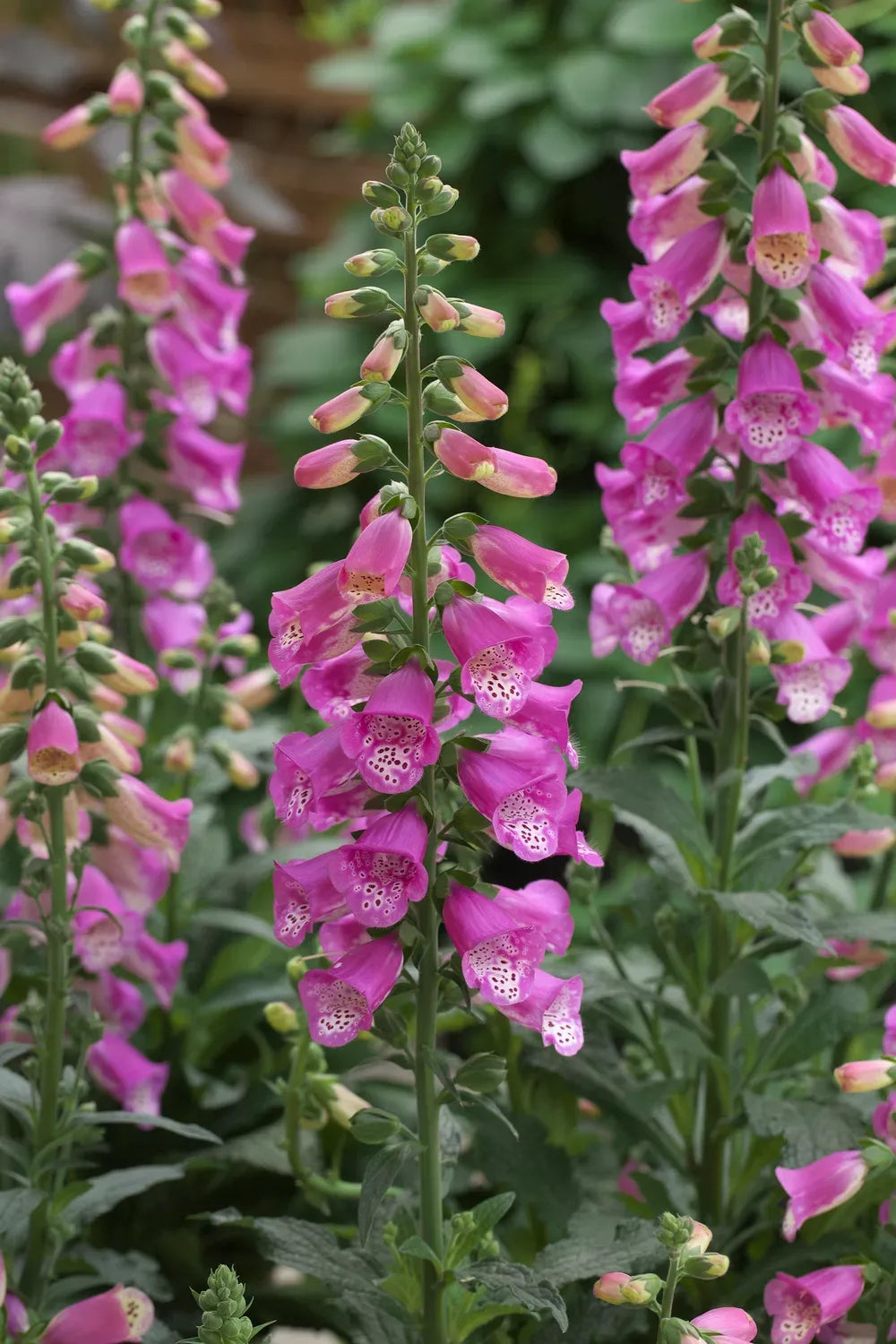 G6642 Digitalis Purpurea 27pink Panther 27 12 0a2140a4 Ede0 4cb0 8d55 Fe93ab491a93 from www redcrocus com