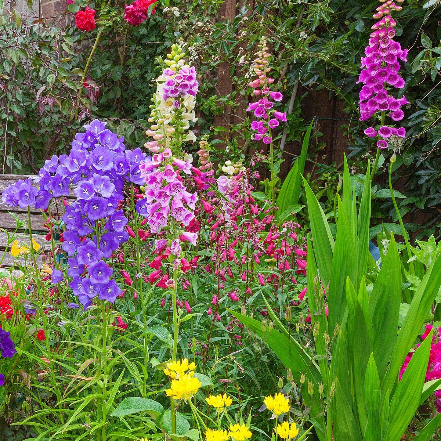G6642 Digitalis Purpurea 27pink Panther 27 13 7bbd1173 633a 4b7c 92e6 6547f62ba7c6 from www redcrocus com