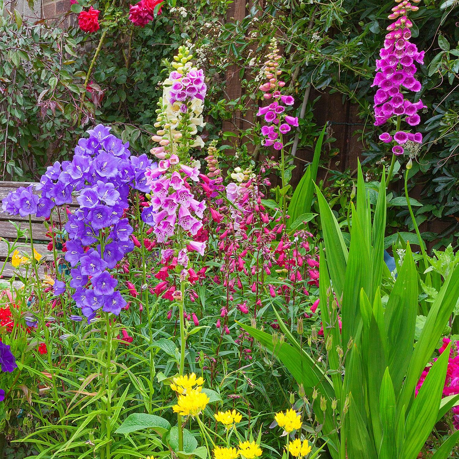 G6642 Digitalis Purpurea 'pink Panther' - View 13 from www redcrocus com