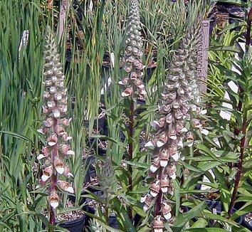 G6642 Digitalis Purpurea 27pink Panther 27 14 1d4f5f42 4c27 4957 Bda6 32dd15e39af9 from www redcrocus com