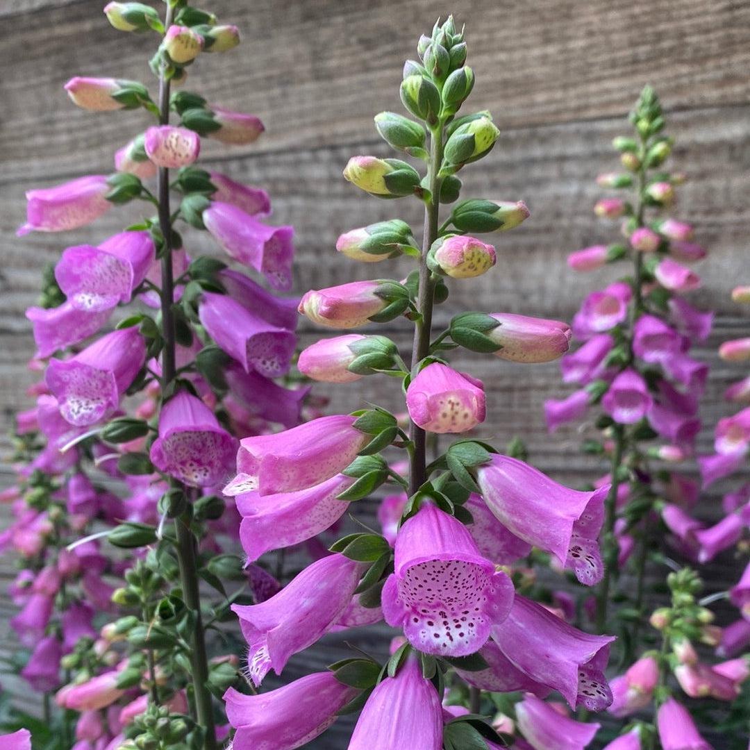 G6642 Digitalis Purpurea 27pink Panther 27 15 E3df6eb6 B4c1 4fa4 Bbbf 2cbae3af73d8 from www redcrocus com