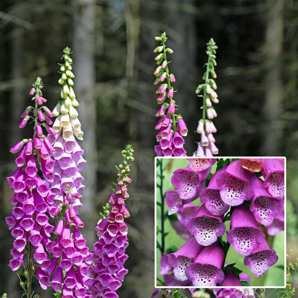 G6642 Digitalis Purpurea 27pink Panther 27 17 C11f4417 A589 45aa 87d8 280d0f9bb1f6 from www redcrocus com