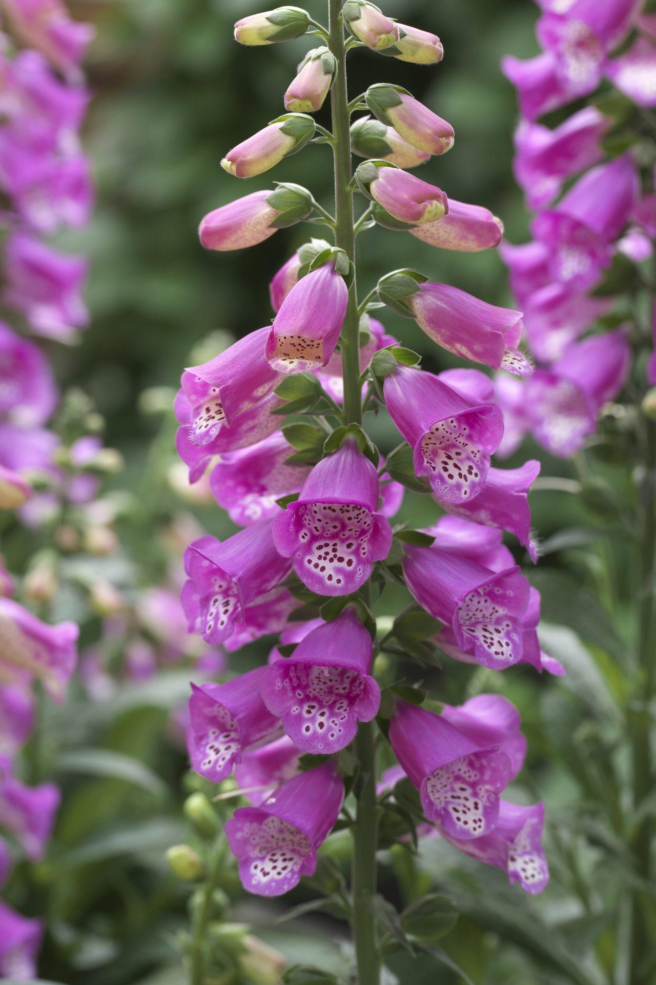 G6642 Digitalis Purpurea 27pink Panther 27 18 55f81dc5 Ff1b 4415 996c 179f783d1fce from www redcrocus com